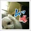 赤ちゃんの時のマルチーズ