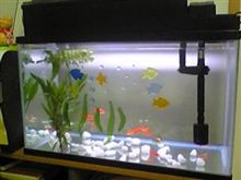 ほぼ絞り込み決定