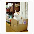 うちの猫
