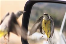今まで車の写真は撮らなかった