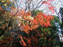 １２月も半ばですが…