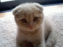 ちょこっと･･･にゃんこ豆知識★　スコの折れ耳と立ち耳