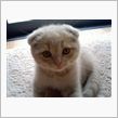 ちょこっと･･･にゃんこ豆知 ...