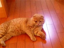 ちょこっと･･･にゃんこ豆知識★　にゃんこの毛色と性格の関係