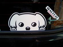マルチーズが覗いてます。