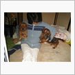 母ちゃん犬ですよ。