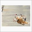 猫の兄弟