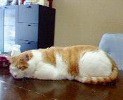苦悩に満ちた2006年…。 苦悩に満ちた2006年…。