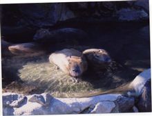 年末　静岡旅行　２日目　シャボテン公園