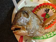 明けましておめで鯛。