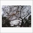 竹駒神社では四季桜が満開～♪ ...