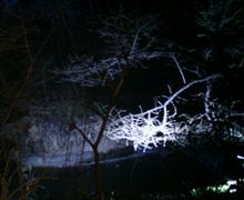 謹賀新年