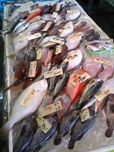 魚♪魚♪魚♪