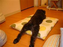 いろいろやった一日でした。