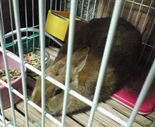 ウサギちゃんさようなら・・・