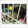 ウサギちゃんさようなら・・・