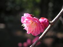 月ヶ瀬梅林
