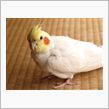 家族が増えた