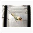 白ボタンインコ