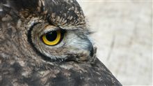 神戸花鳥園