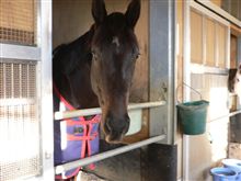 競馬で「モチ」って名前の馬いるの知ってますか？