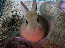 新しい仲間