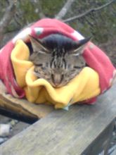 誰がしたのか 誰がしたのか