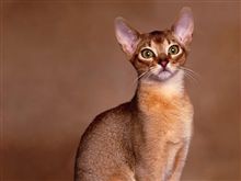 猫アレルギー 猫アレルギー