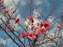 花見にはオープンで・・