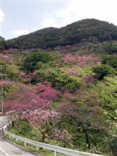 沖縄の桜