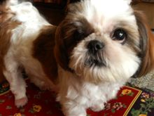 ★久しぶりの愛犬のお話★