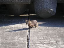 犯人はお前だ!(名探偵コナン風に!) 犯人はお前だ!(名探偵コナン風に!)