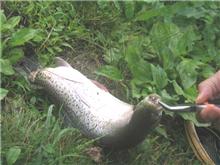 魚釣り