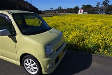 菜の花畑