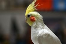ウグイス？