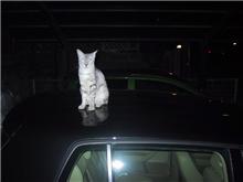 猫対策？
