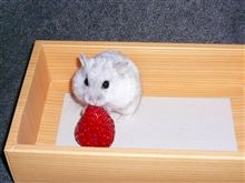 春の味覚♪