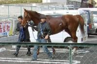 競走馬が脱走？