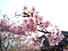 伊豆河津桜ツーリング