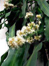 幸福の花 幸福の花