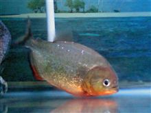 大食い魚