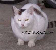 ネコ＆ti