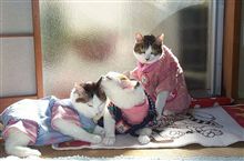 にゃんたの名前の由来の我が家の猫たち