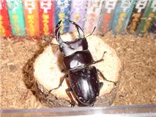 オオクワガタのお食事拝見