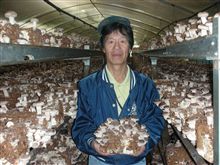 生椎茸の生産者さんに逢って来ました！