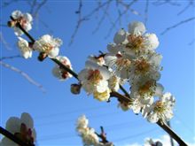 啓蟄 目覚め！ 花の写真 ２７