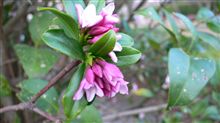 春を呼ぶ花（沈丁花）