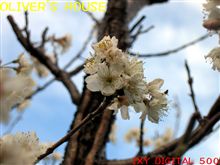 「桜切る馬鹿梅切らぬ馬鹿」