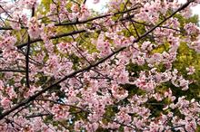 桜でございます