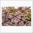桜でございます